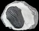 Excellent, Pedinopariops Trilobite - Mrakib, Morocco #55975-2